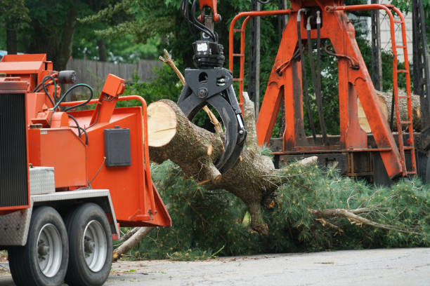 Reliable Chesterbrook, PA Tree Service Solutions